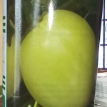 Technisem Djamba Eggplant Seeds – 50g