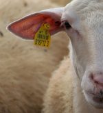 Livestock Ear Tag (For Cattle, Pigs, Rabbit and Goats) – Identification Tool – LRS Brand - Image 3