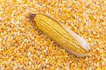 Sammaz Maize Seeds (Premium Varieties | 5kg | Sammaz 75T | Sammaz 74 | Sammaz 52Tela - Image 2