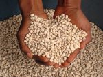 Cowpea Seeds (Black-Eyed Peas | Premium Varieties) - Image 3