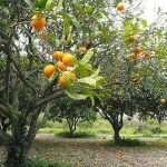 Orange petals (Imported Citrus)