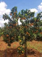 Orange petals (Imported Citrus) - Image 3