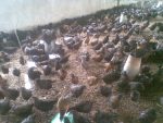 Feed Formula for Optimal Laying Birds Performance (Chicks-Pullets, Growers and Layers) E-Book - Image 4