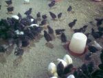 Feed Formula for Optimal Laying Birds Performance (Chicks-Pullets, Growers and Layers) E-Book