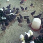 Feed Formula for Optimal Laying Birds Performance (Chicks-Pullets, Growers and Layers) E-Book