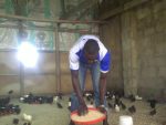 Feed Formula for Optimal Laying Birds Performance (Chicks-Pullets, Growers and Layers) E-Book - Image 5
