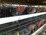 Feed Formula for Optimal Laying Birds Performance (Chicks-Pullets, Growers and Layers) E-Book - Image 3