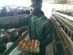 Feed Formula for Optimal Laying Birds Performance (Chicks-Pullets, Growers and Layers) E-Book - Image 2