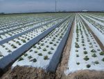 Plastic Mulch Film (Reflective Films | Black)