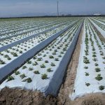 Plastic Mulch Film (Reflective Films | Black)