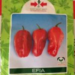 Efia F1 Hot Pepper Seeds (1000 Seeds)