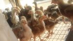 4-Week Noiler Chickens | Fast-Growing Dual-Purpose Birds
