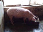 Large White Pigs - Image 3