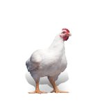 Day Old Broilers (CASCADA Arbor Acres Broiler) - Image 2