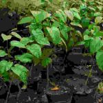 African Walnut Seedlings