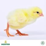 Agrited Broiler Promo – Buy 10 Cartons & Get 1 Broiler Booster + 1 Anti-Stress FREE - Image 2