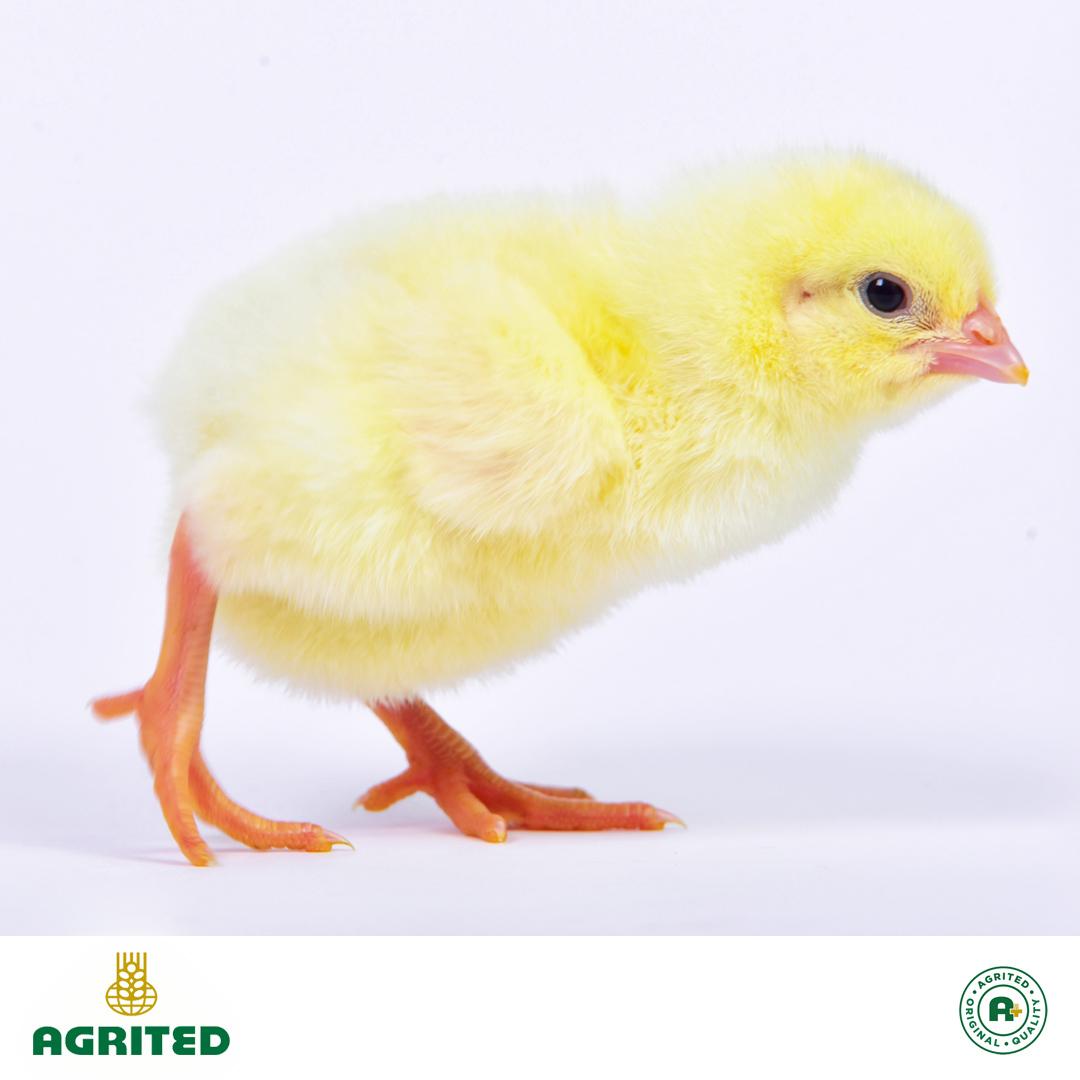 Agrited-1-1.jpeg AGRITED Pullets (Hyline Brown Pullets) Day-Old - Image 1