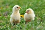 Commercial SAYED Broilers (Day-Old Chicks)