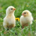 Commercial SAYED Broilers (Day-Old Chicks)