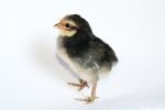Day-Old Black Cockerels Chicks - Image 2