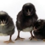 Nera Black Hens – High-Performing Dual-Purpose Black Pullets