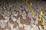 Hendrix Broiler Starter Feed | 25kg - Image 2