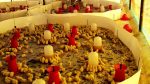Quality Brooder Guard for Chicks (Plastic Board Model) – Brooding Guard - Image 3