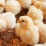 CHI Pullet | ISA Brown Pullets (Commercial Day-Old Chicks)