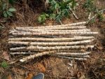 Cassava Cuttings (35 Stems/Bundle)