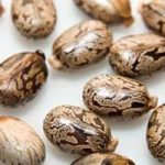 Castor Seed| 1kg