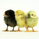 AMO Broiler Chicks | Day-Old Birds