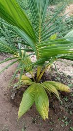 Coconut Seedlings (9 Months Seedlings | Hybrid | Dwarf Varieties) - Image 2