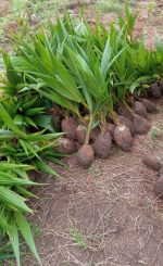 Coconut Seedlings (9 Months Seedlings | Hybrid | Dwarf Varieties) - Image 3