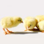 Vertex Broiler | Commercial Day-Old | Arbor acres plus