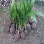 Dwarf Coconut Seedlings