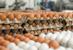 Paper Egg Crates (White | Brown | Bundle of 100 pieces) - Image 3