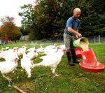 Turkey Finisher Feed (Mash | 25kg Bags) - Image 2