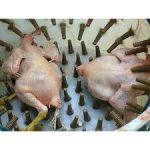 High Capacity Defeathering Machine (Poultry Processing) – 15 Birds capacity - Image 3