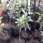 Grafted Hybrid Wambugu Apple Seedling