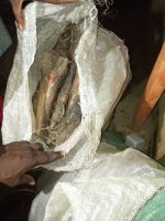 Plantain Sucker (Packaged in Sacks) - Image 2
