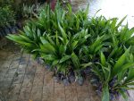 Tenera Palm Seedlings - Image 3