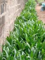 Tenera Palm Seedlings - Image 2