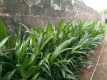 Tenera Palm Seedlings