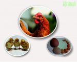 Zartech Pullet | ISA Brown Pullets - Image 2