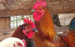 Commercial Day-Old Kuroiler Chicks (Grinphield Brand) - Image 2