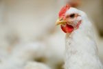 Commercial Day-Old NASTECH Broilers (Arbor Acres Plus) - Image 2