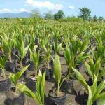 Malaysian Dwarf Coconut Seedling |Hybrid Agric (semi-dwarf)  (Green or Golden)