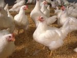 Day-Old FIDAN Broilers (Arbor Acres Plus) - Image 2