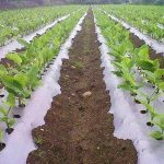Plastic Mulch Film (Reflective Films | Black) - Image 2
