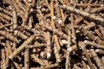 Cassava Cuttings (35 Stems/Bundle) - Image 2